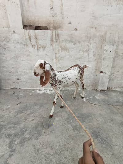 Makhi cheni kheri path