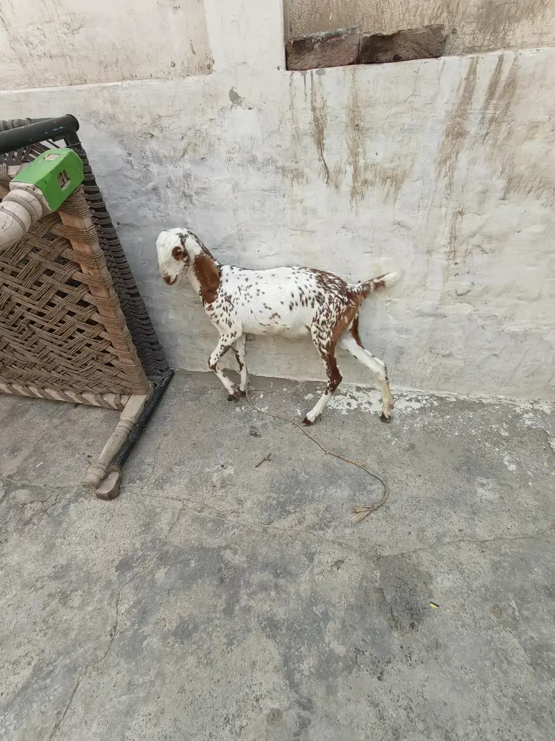 Makhi cheni kheri path — photo 2