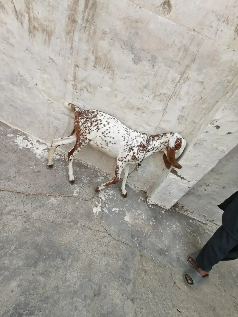 Makhi cheni kheri path — photo 3