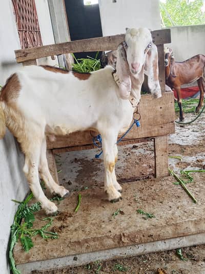 makhi chini sath bacha AK lela for sale