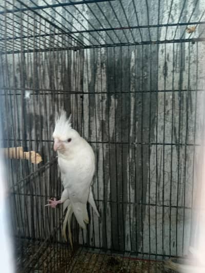cocktail pair /common/grey/ red eyes/love birds /tame cocktaill