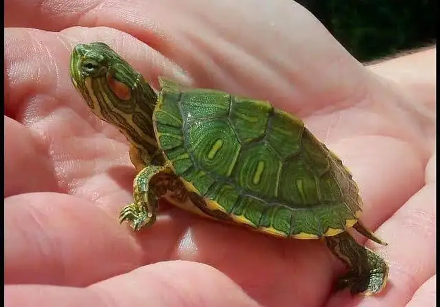 turtles healthy and active 03268301979