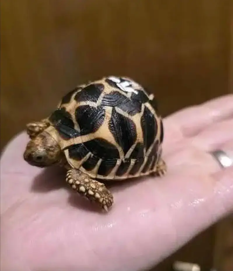 turtles healthy and active 03268301979 — photo 2