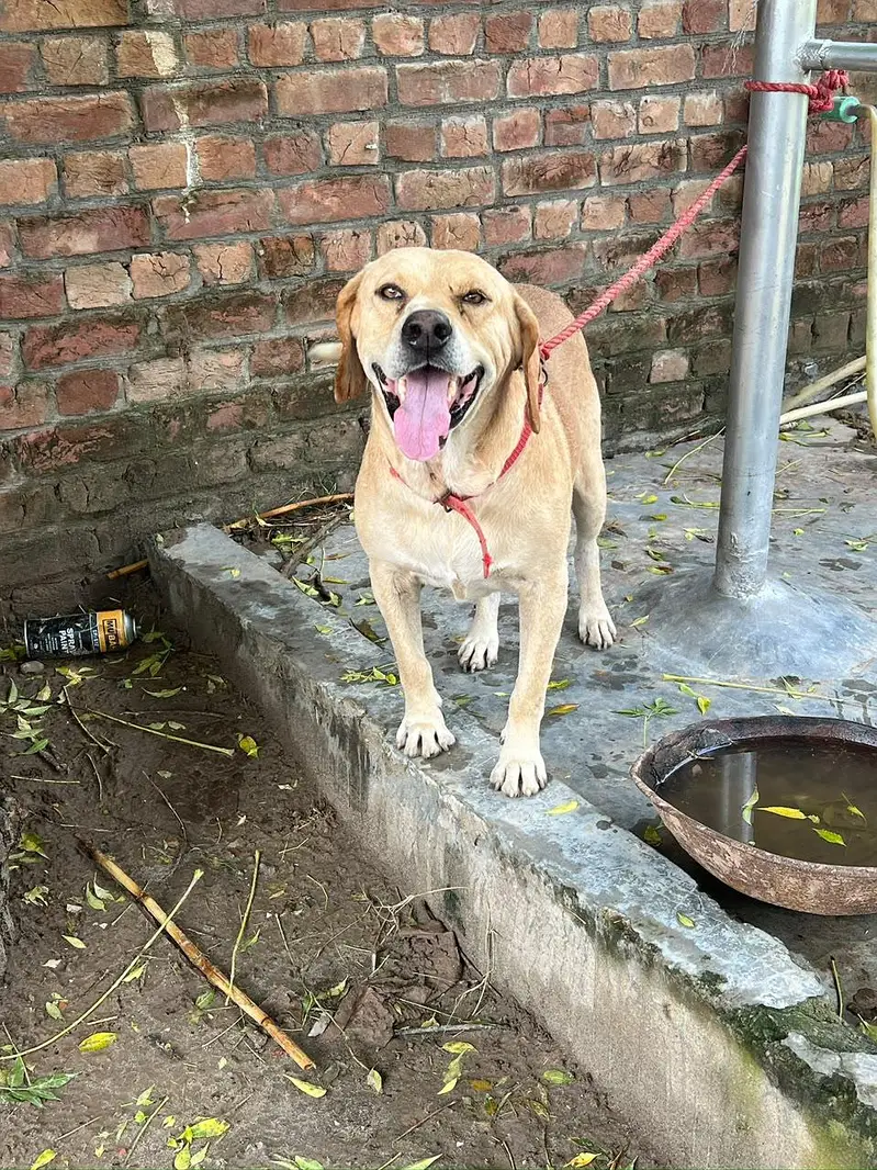 golden colour male — photo 3
