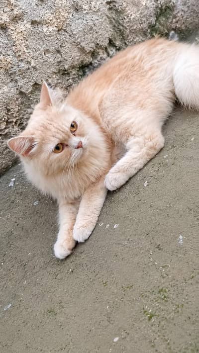 Pure Persian Cat for Sale | Beautiful Long Coat | Rs. 40,000