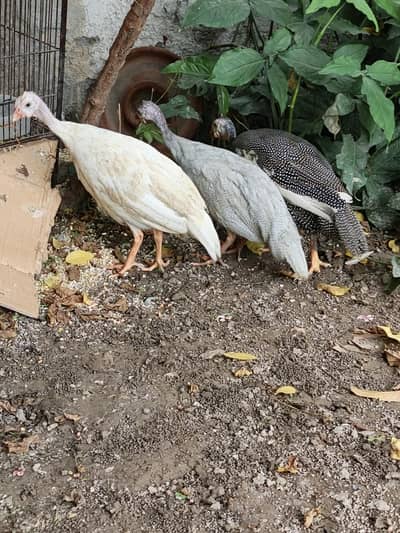 Guinea Fowl for Sale