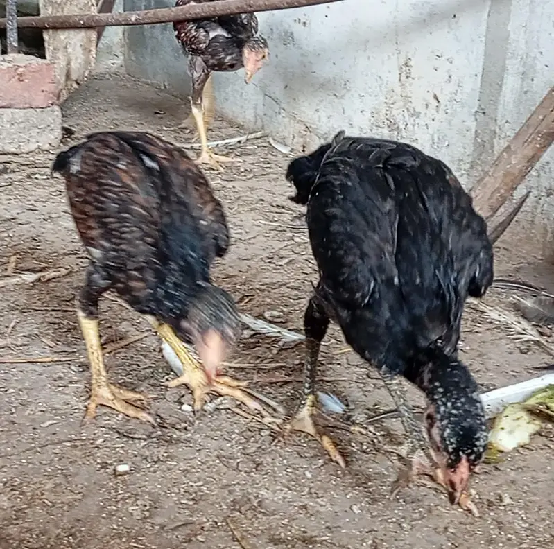 اصیل بریڈر اور چوزے — photo 3