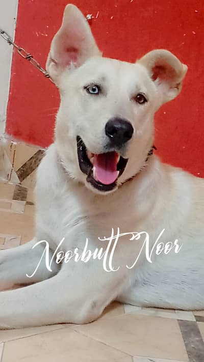 Siberian husky and libra cross