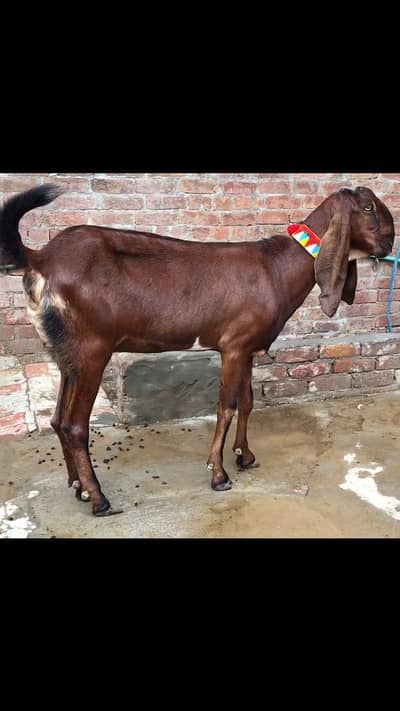 Nagri bakri for sale