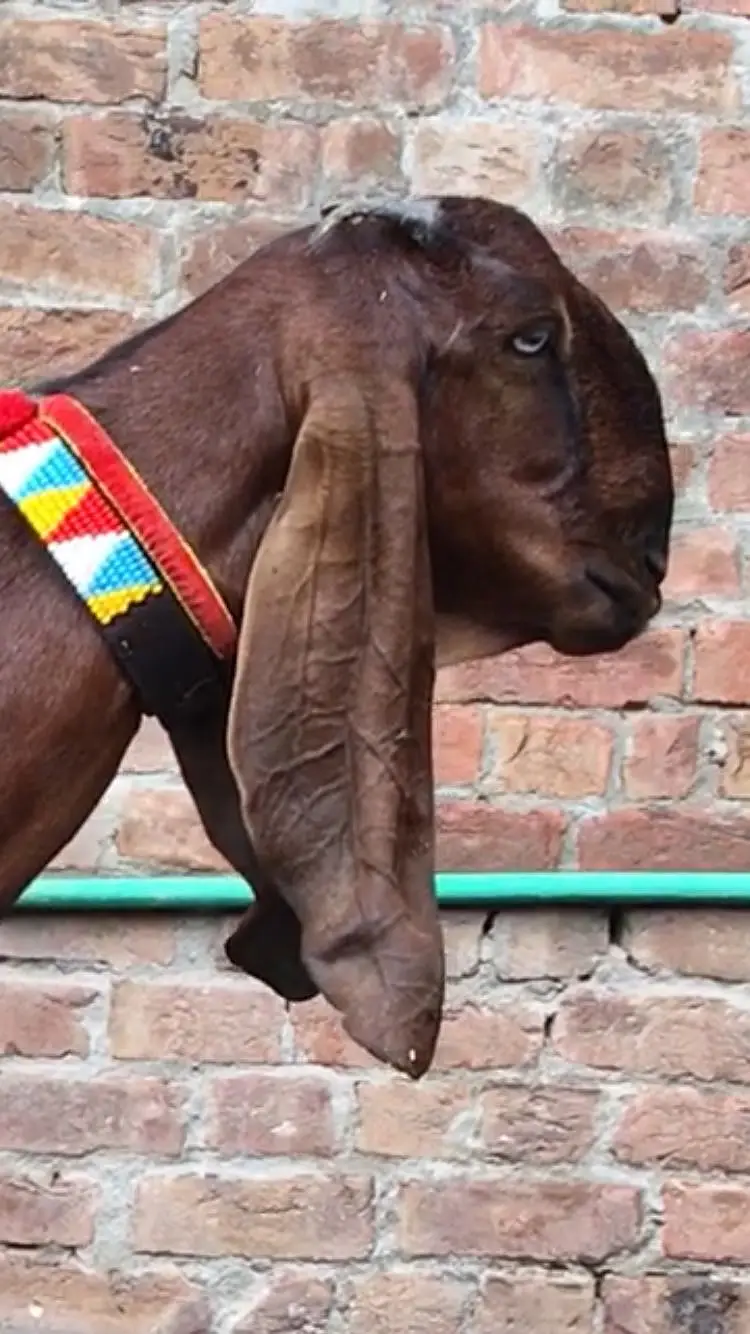 Nagri bakri for sale — photo 2
