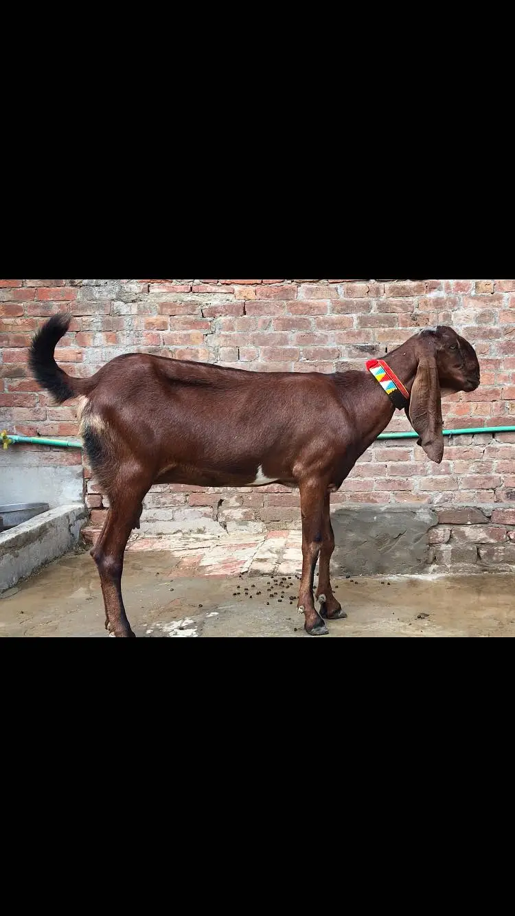Nagri bakri for sale — photo 4