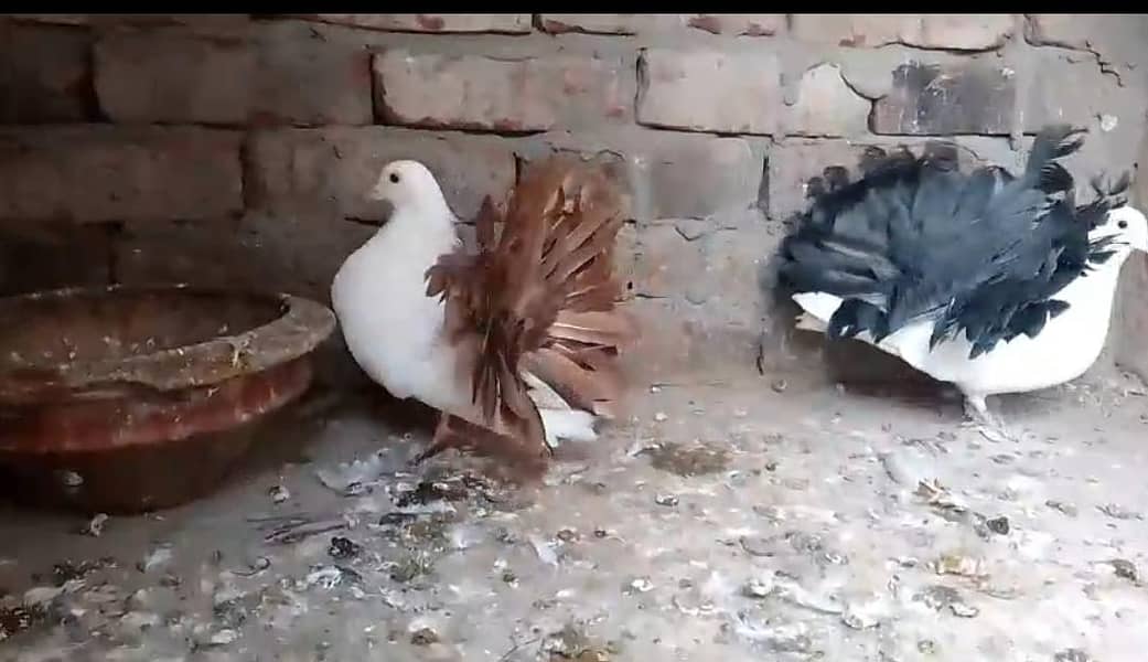 بلیک ٹیل کبوتر ریڈ ٹیل مادی باقی پٹھیاں پٹھے دو بچے 0