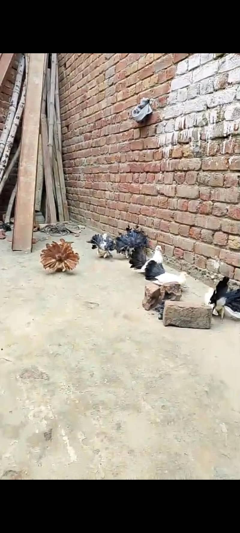 بلیک ٹیل کبوتر ریڈ ٹیل مادی باقی پٹھیاں پٹھے دو بچے 1