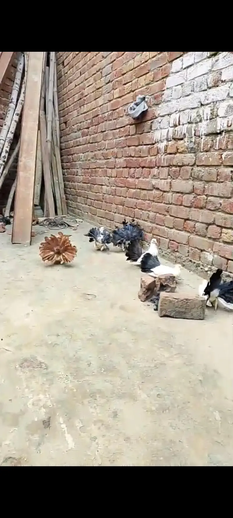بلیک ٹیل کبوتر ریڈ ٹیل مادی باقی پٹھیاں پٹھے دو بچے — photo 2