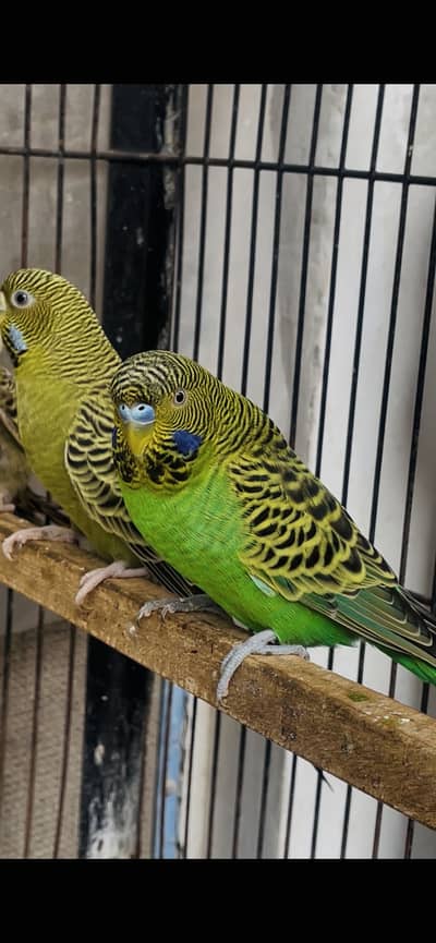 black face breader pair / black face female