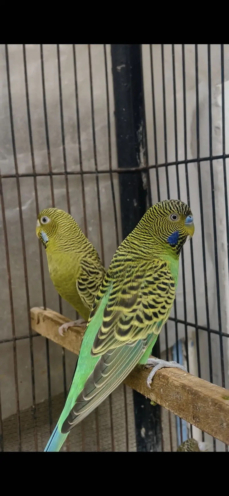 black face breader pair / black face female — photo 2