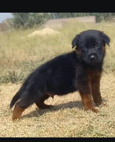 German shepherd double coat male for sale