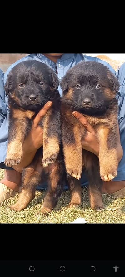 German shepherd puppies / double coat / GSD