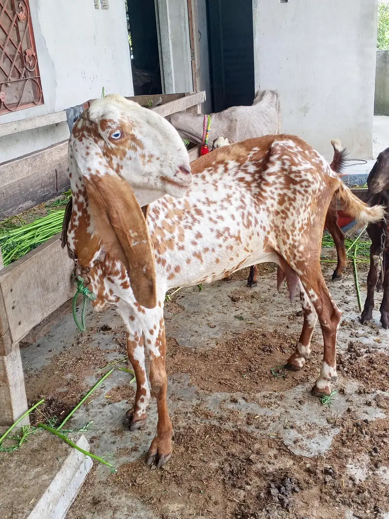 makhi chini sath bacha AK lela for sale — photo 2