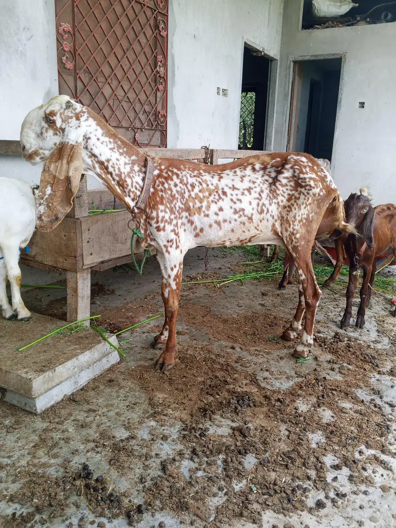 makhi chini sath bacha AK lela for sale — photo 3