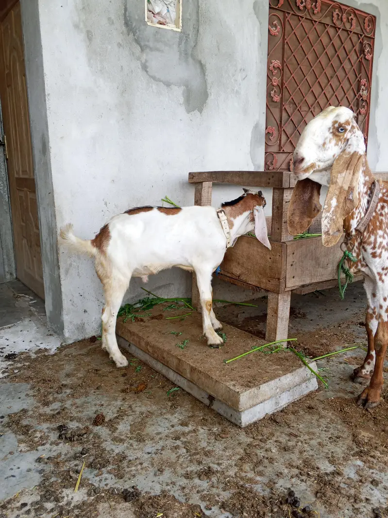 makhi chini sath bacha AK lela for sale — photo 4