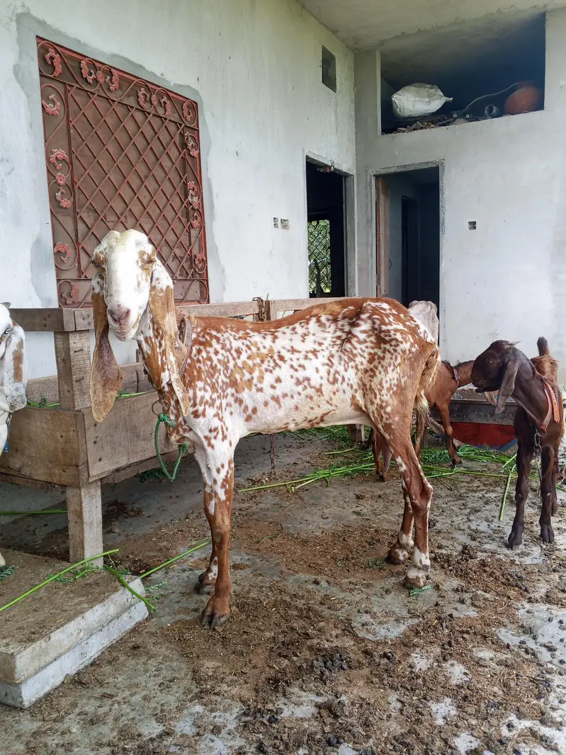 makhi chini sath bacha AK lela for sale — photo 5