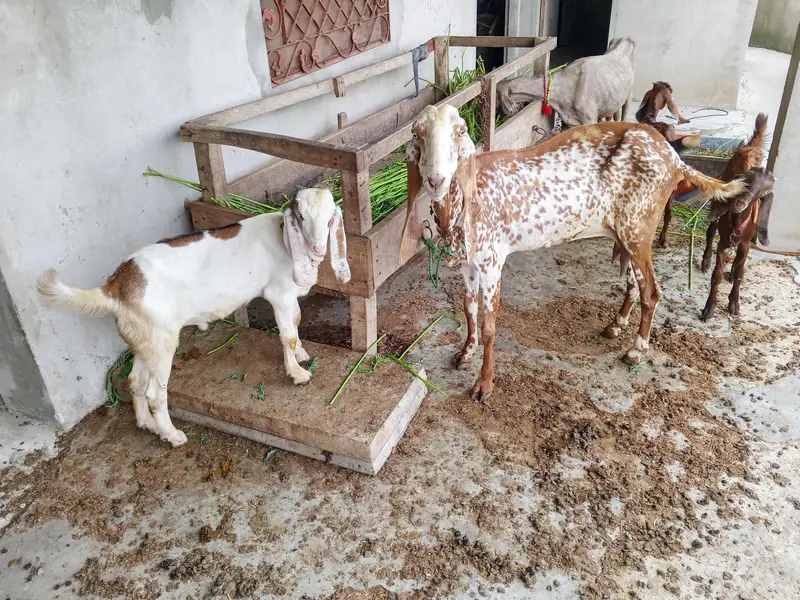 makhi chini sath bacha AK lela for sale — photo 6