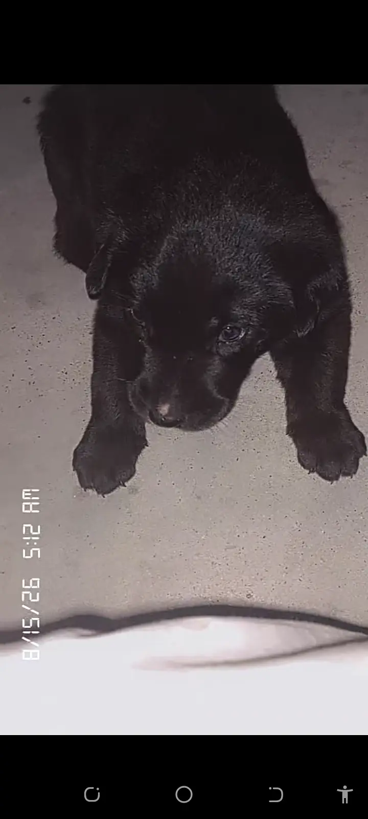 One month cute puppy — photo 2