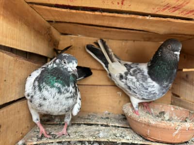breeder pair for sale