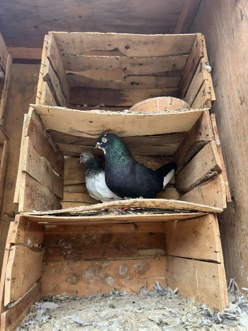 breeder pair for sale — photo 2