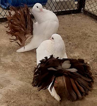Fancy Fantail Pigeons Available – 3 Breeder Pairs & 1 Adult Offspring