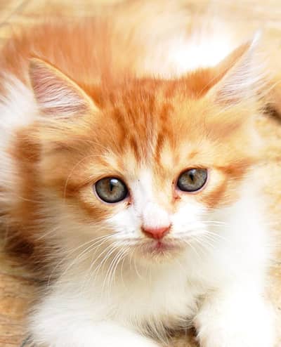 Peesian Kitten's Full Fluffy