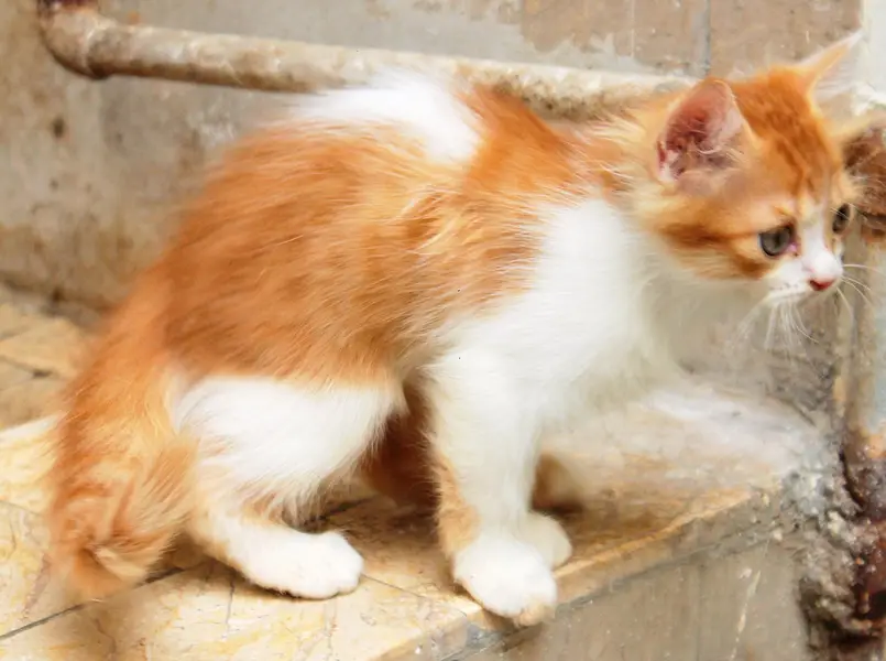 Peesian Kitten's Full Fluffy — photo 2