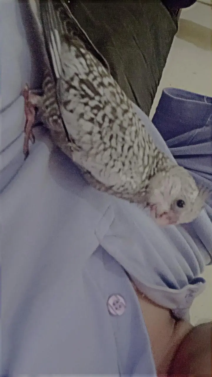 cocktail chick baby — photo 2