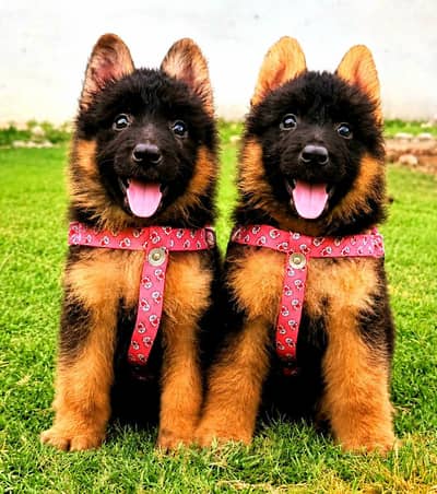 German Shepherd fare Age 2 month for sale