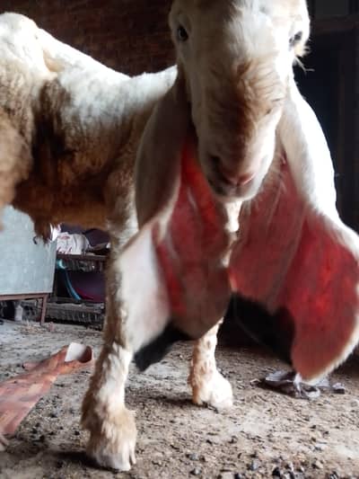piyir kajla sheep ha