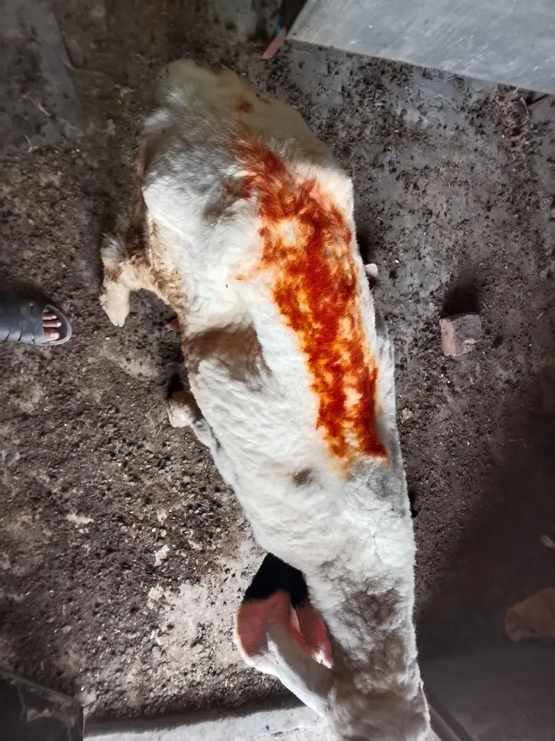 piyor kajla sheep ha — photo 2