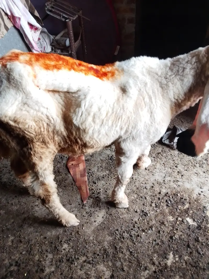 piyor kajla sheep ha — photo 3