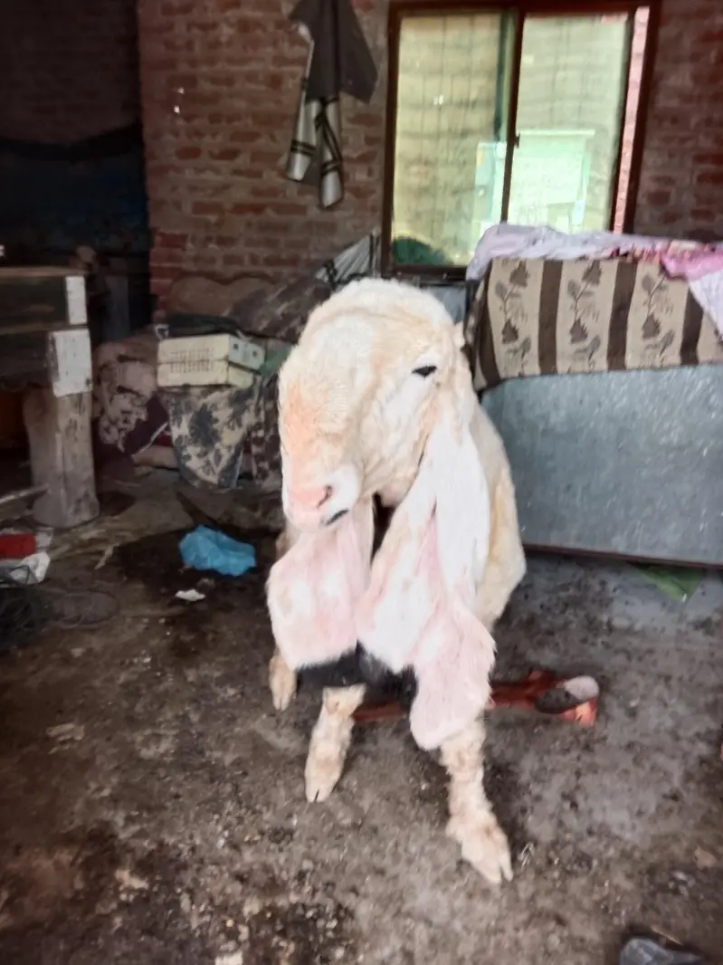piyor kajla sheep ha — photo 4