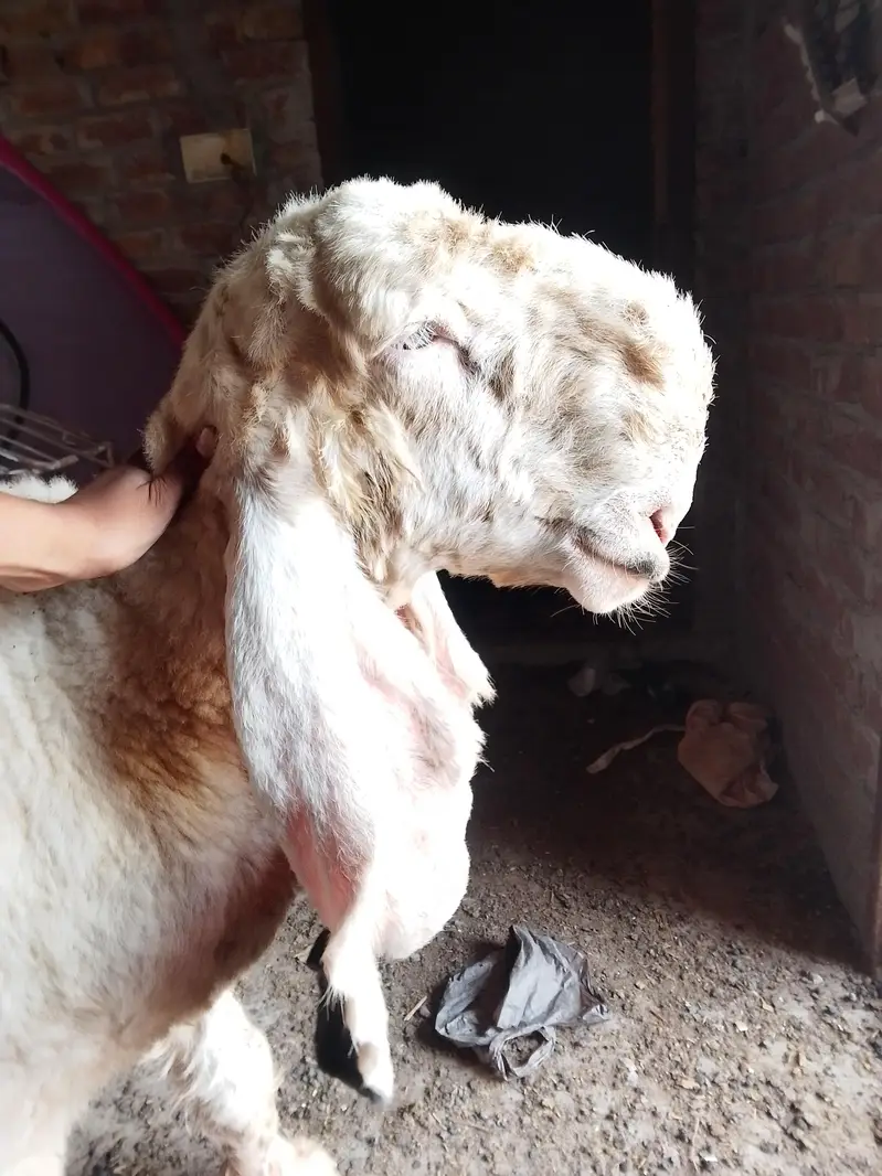 piyor kajla sheep ha — photo 5
