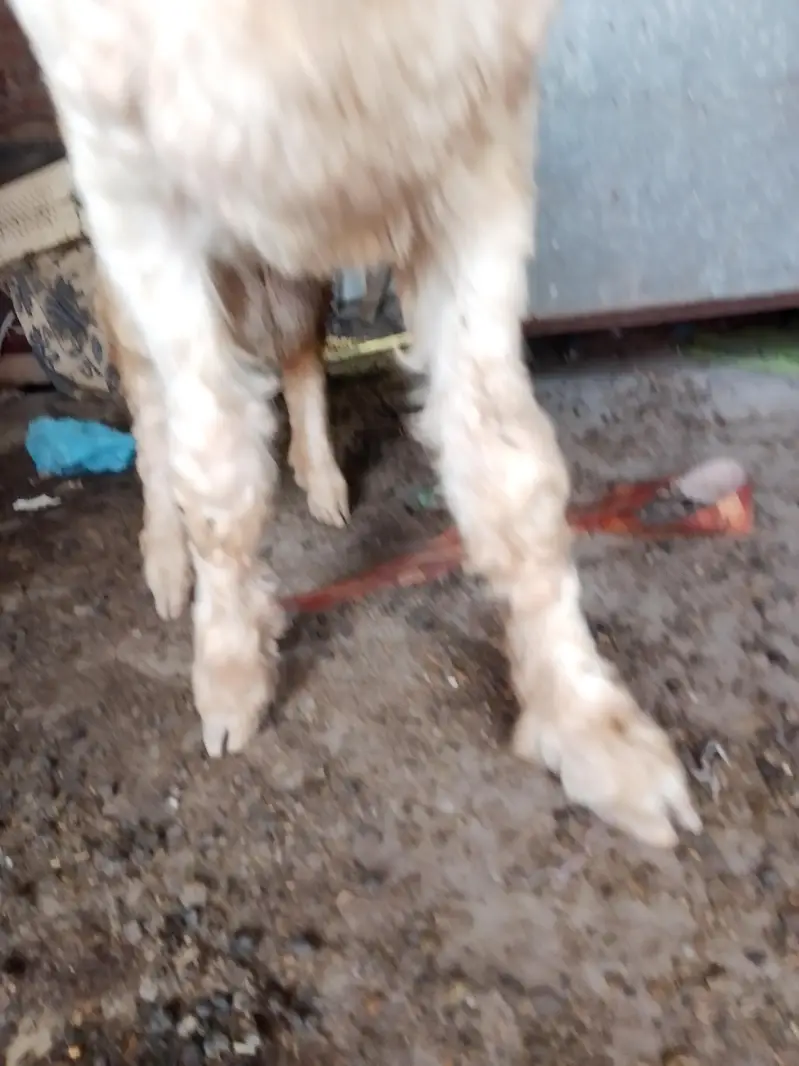 piyor kajla sheep ha — photo 6