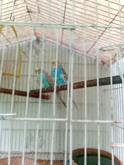 beautiful breeder pair for sale