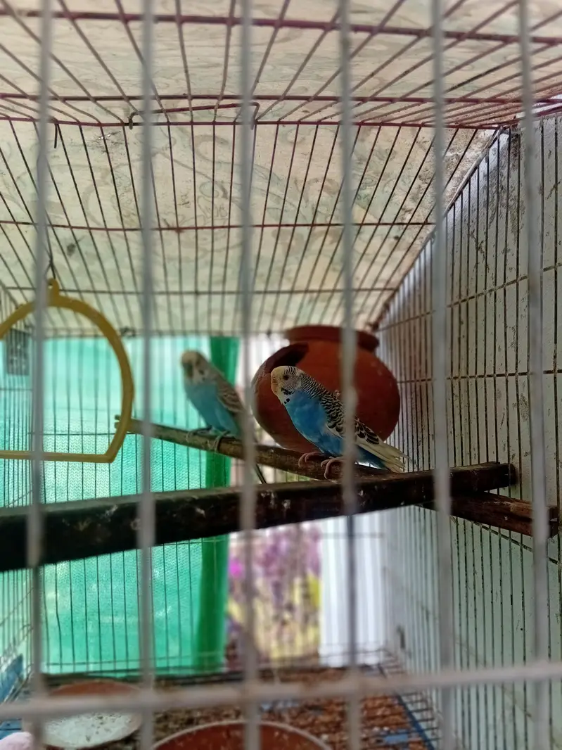 beautiful breeder pair for sale — photo 2