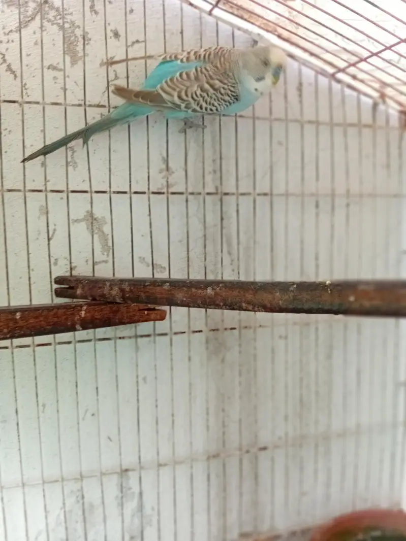 beautiful breeder pair for sale — photo 3