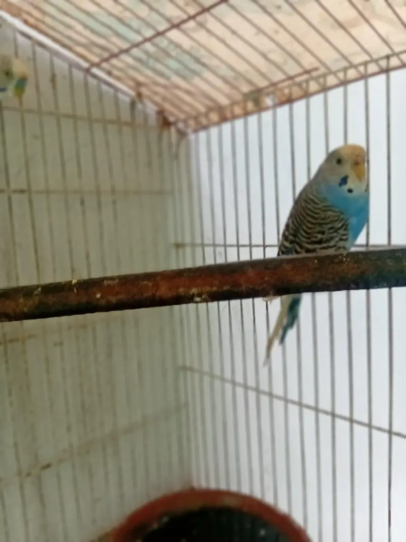 beautiful breeder pair for sale — photo 4
