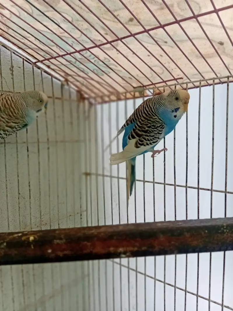 beautiful breeder pair for sale — photo 5
