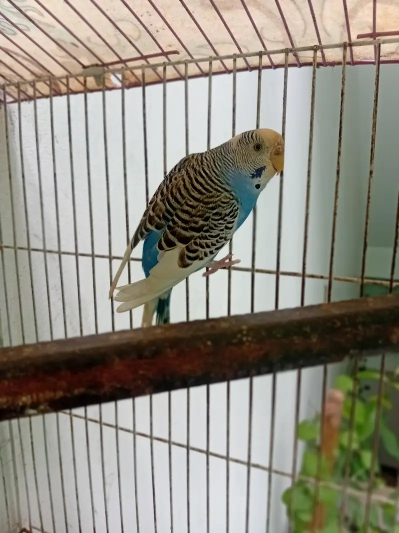 beautiful breeder pair for sale — photo 6