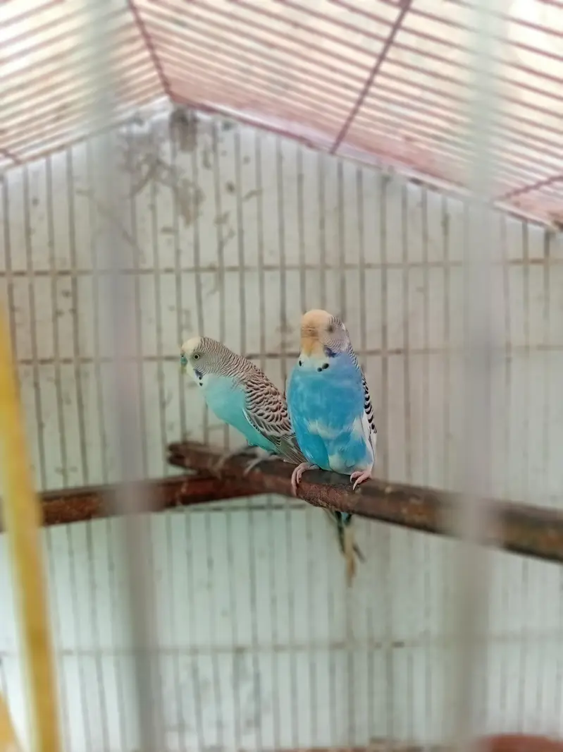 beautiful breeder pair for sale — photo 7