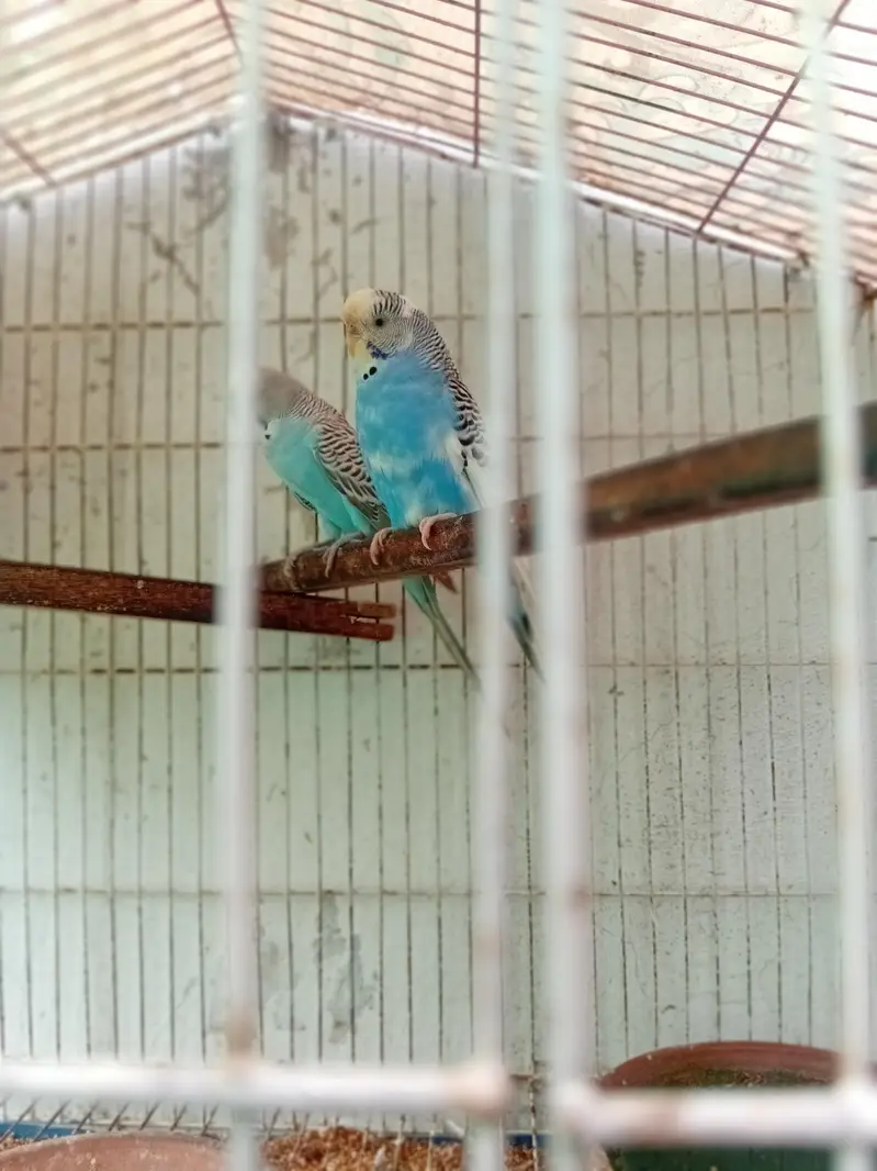 beautiful breeder pair for sale — photo 8