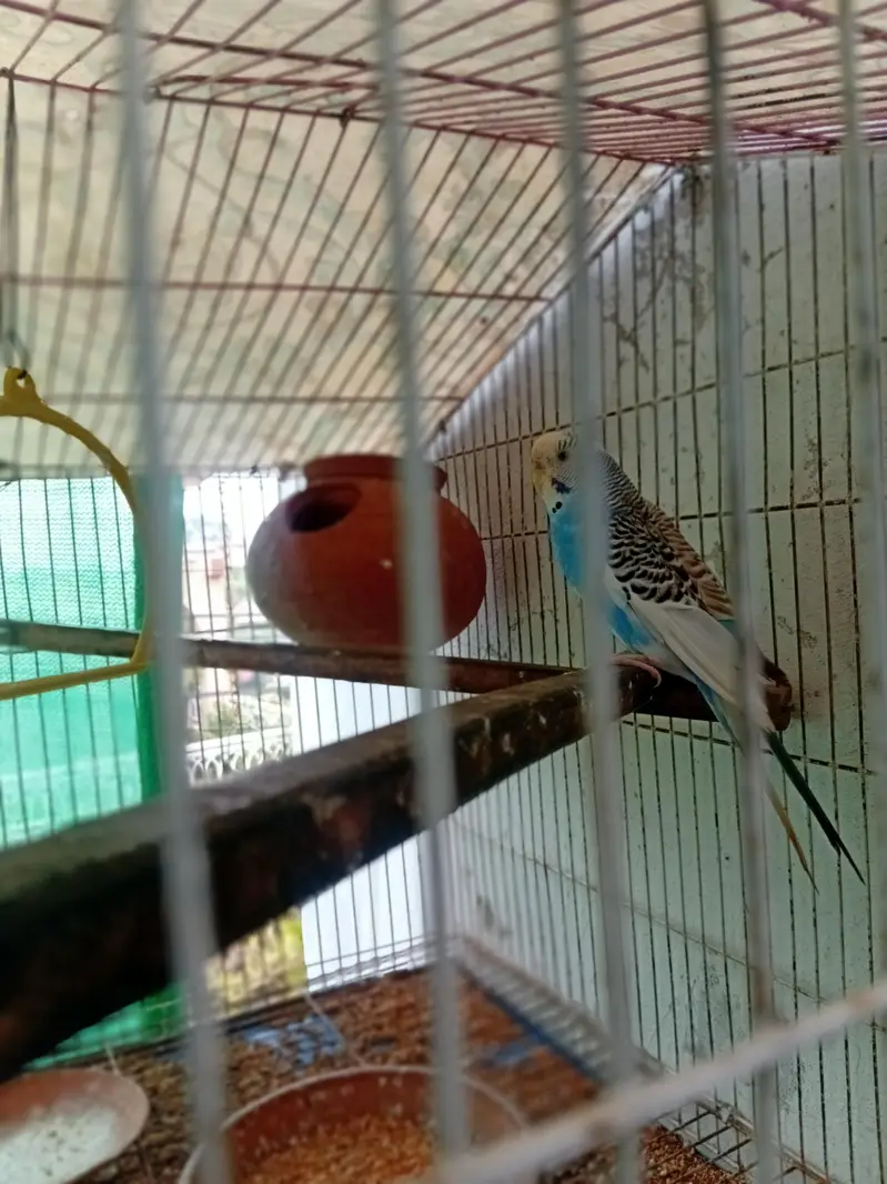 beautiful breeder pair for sale — photo 9